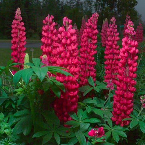 Lupin Gallery Red - Lupinus