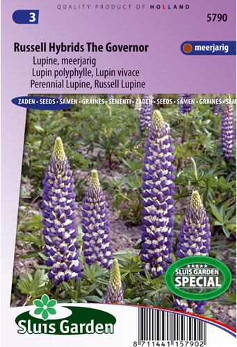 Lupine Russel Hybrids The Governer - Lupinus