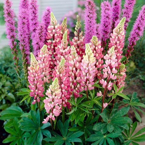 Lupin Gallery Pink - Lupinus