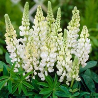 Lupin Blanc