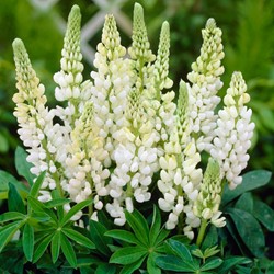 Lupin Blanc