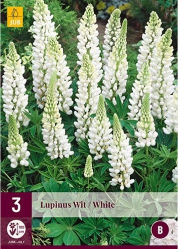 Lupin Blanc