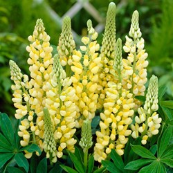 Lupinus Jaune - Lupin