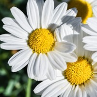 Pâquerette - Bellis perennis-2