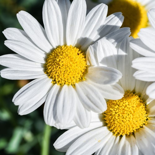 Pâquerette - Bellis perennis-2