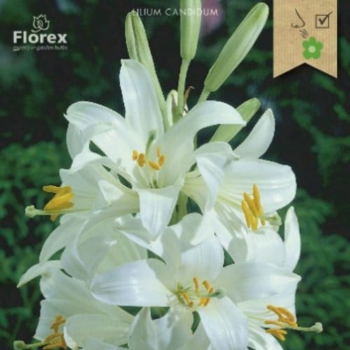 Lilium Candidum - Lis de la Madone