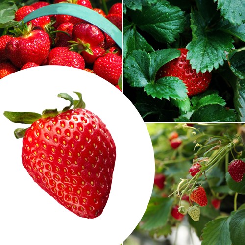 20x plantes de Fraisier Mara des Bois – Fragaria