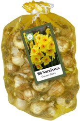 Jonquilles Multiflorales Golden Dawn (XL-Emballage)