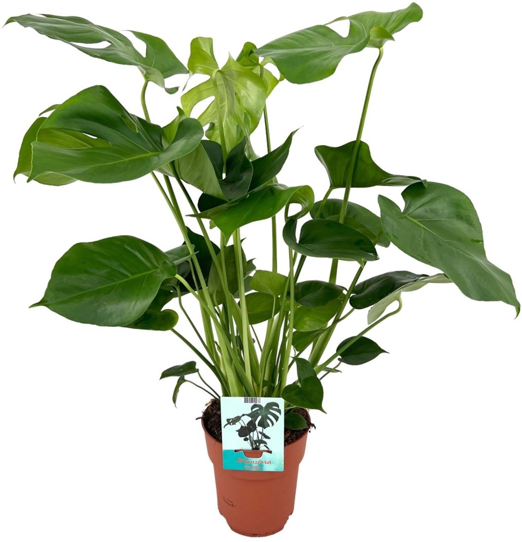Monstera Deliciosa - 19cm - 60cm