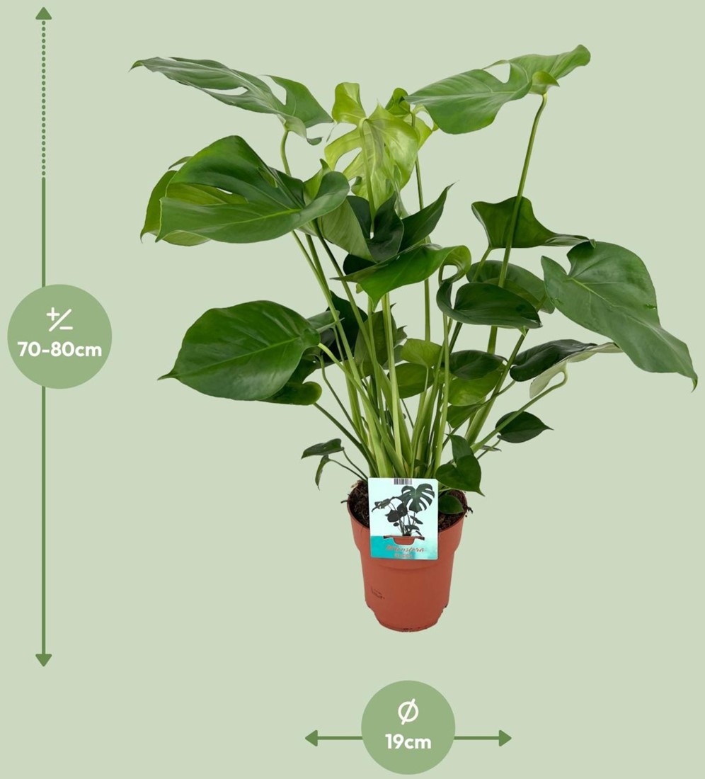 Monstera deliciosa en Marly main image 1
