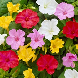 Mirabilis Jalapa Mix - Nachtschone