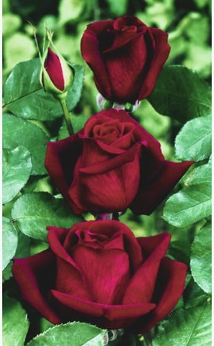 Rosier Mr. Lincoln - Rosa Très Parfumé 