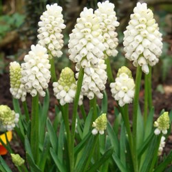 Muscari Botryoides - Jacinthes à grappes