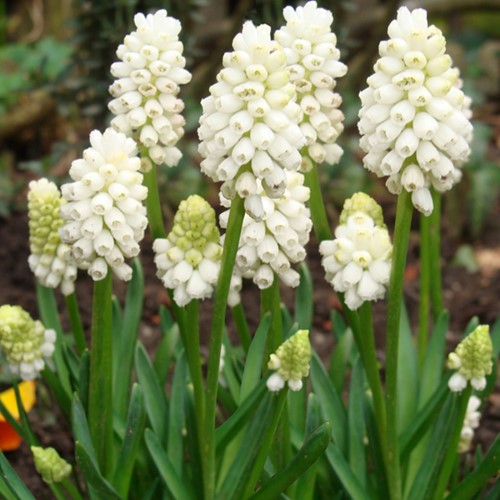 Muscari Botryoides - Jacinthes à grappes