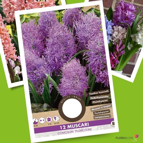 Muscari Comosum Plumosum - Muscari à Toupet