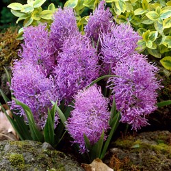 Muscari Comosum Plumosum - Muscari à Toupet