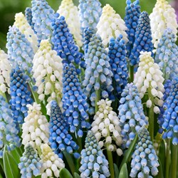 Muscari en Mélange - Jacinthes à grappes (En Vrac)