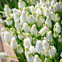 Jacinthes à grappes White Magic – Muscari (XL-Emballage)