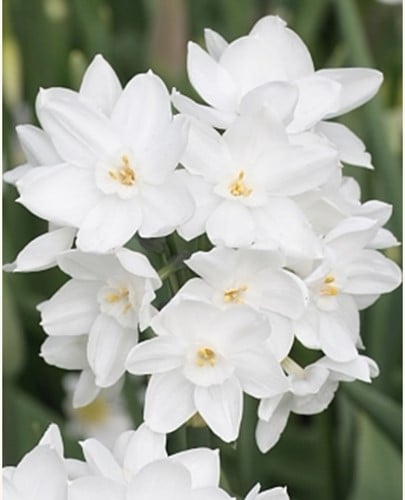 Narcisses Paperwhite (En Vrac)