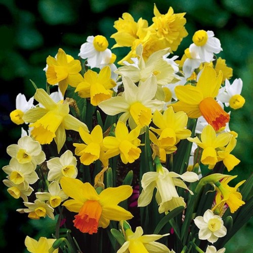 Narcisses Botaniques en Mélange (En Vrac)