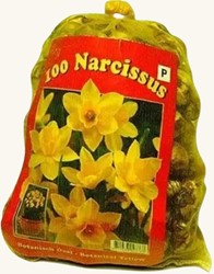Narcisses Botaniques (XL-Emballage)