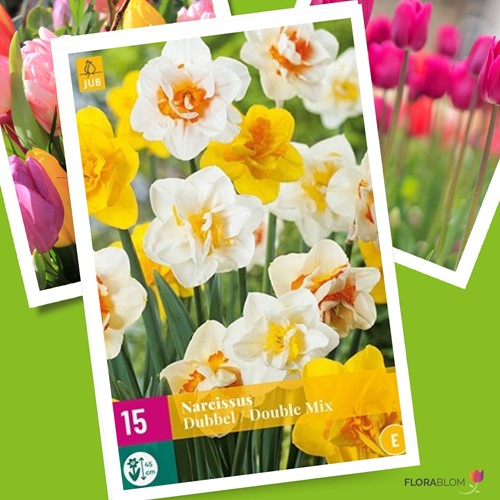 Narcisses Double en Mélange