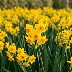 Meerbloemige Narcissen Golden Dawn - Narcissus (XL-Verpakking)