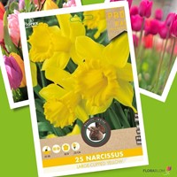 Narcisses Large Cupped Jaune