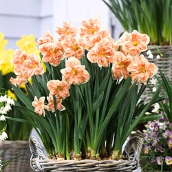 Narcissus Apricot Whirl – Jonquille