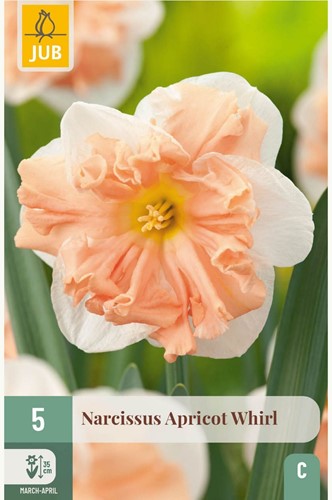 Narcissus Apricot Whirl – Jonquille