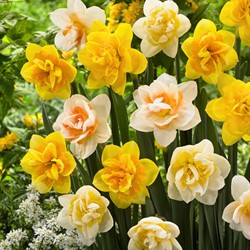 Narcissen Dubbel Mix - Narcissus