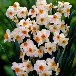 Narcis Geranium - Narcissus