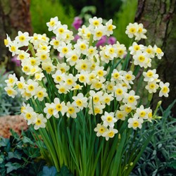 Narcis Minnow - Narcissus