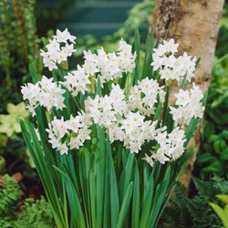 Narcisses Paperwhite (En Vrac)