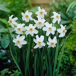 Narcisse Recurvus - Narcissus