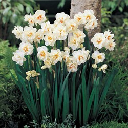 Narcisse Sir Winston Churchill - Narcissus