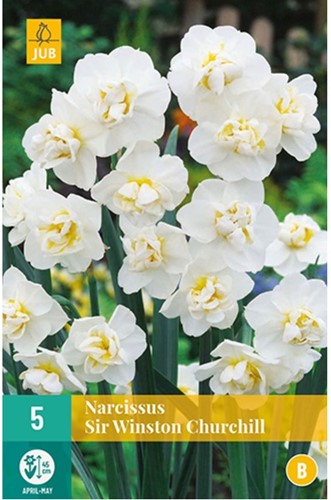 Narcisse Sir Winston Churchill
