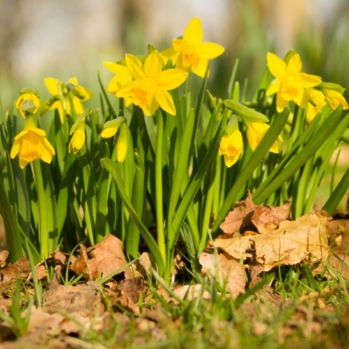 Narcisses Tête à Tête (XL-Emballage)