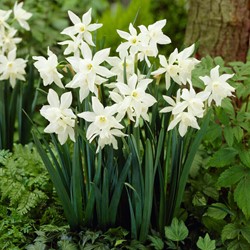 Narcissus Thalia – Narcisses BIO
