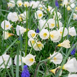 Narcisse White Petticoat