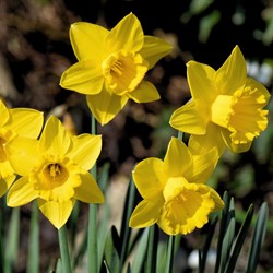 Narcissen Grootbloemig Geel - Narcissus