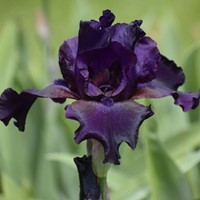 Iris Germanica Night Owl - Baardiris