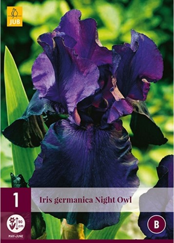 Iris Germanica Night Owl - Baardiris-2
