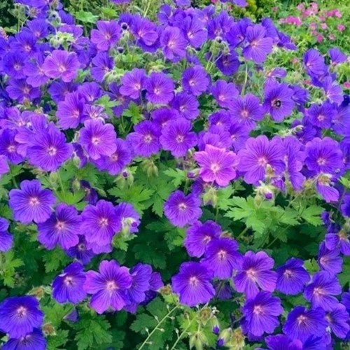 Geranium sanguineum Johnson's Blue - Géranium (Pack de Six)