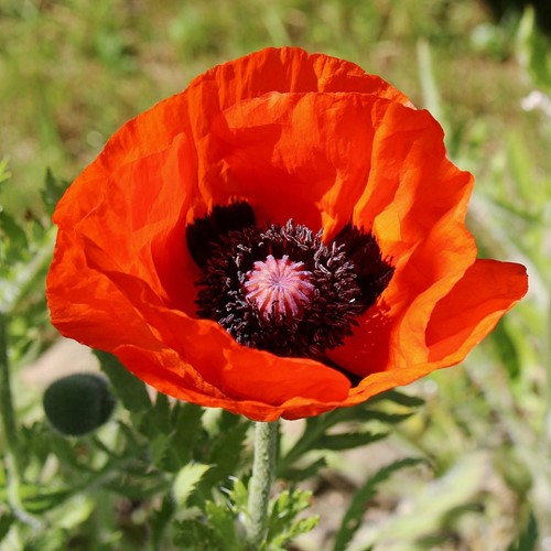 Pavot d'Orient