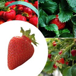5x plantes de Fraisier Ostara - Fragaria