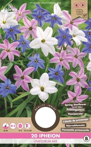 Ipheion Uniflorum Mix - Étoile de Printemps