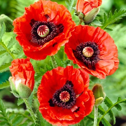 Papaver orientale Rembrandt - Pavot d’Orient (Pack de six)