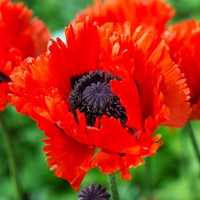 Papaver Türkenlouis – Klaproos