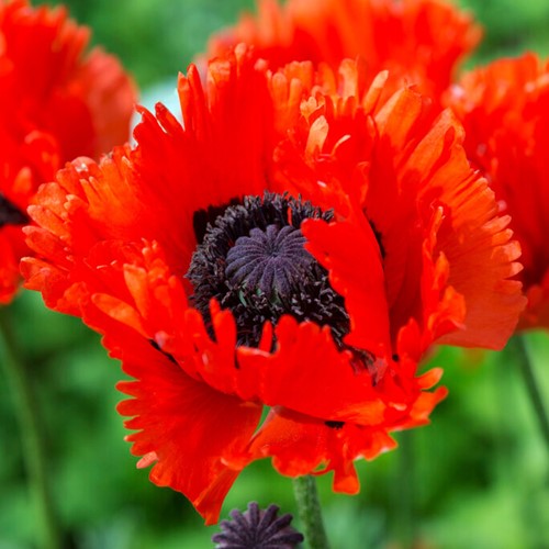 Papaver Türkenlouis – Pavot d’Orient